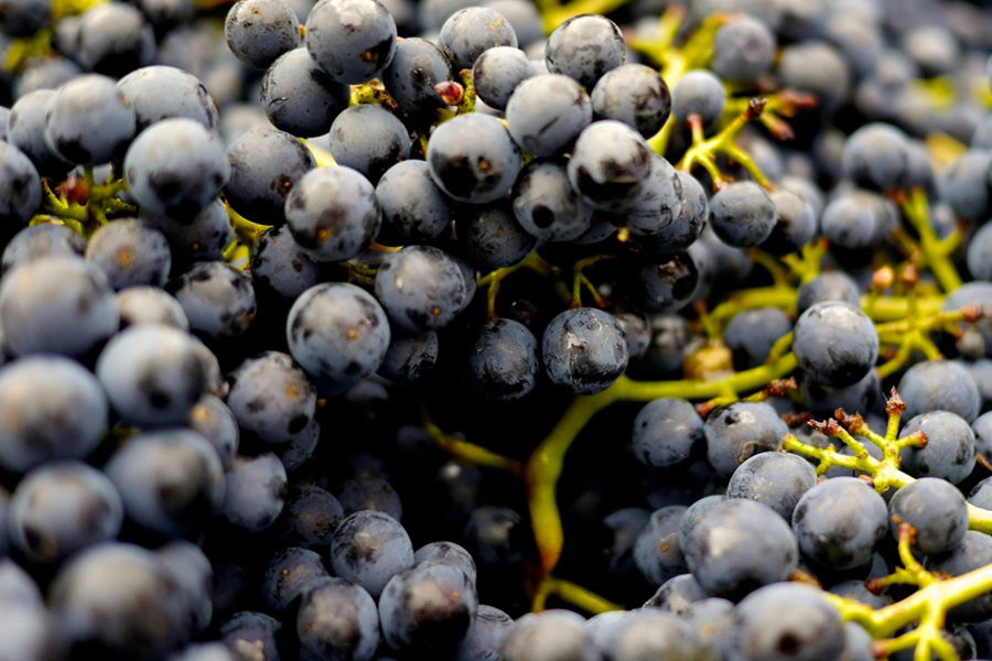 Best Wine Gifts to Give Close Up of Purple Grapes