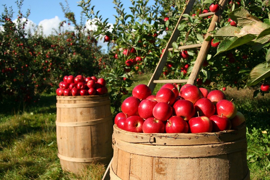 Apple Cider Vinegar Drink Recipes for Weight Loss Two Barrels of Apples Next to an Apple Tree with a Ladder on it in an Orchard