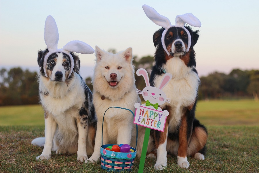 Easter Basket Ideas for Boys Three Dogs Sitting Next to Each Other Wearing Easter Bunny Earbands and an Easter Basket in Front of Them That Says Happy Easter