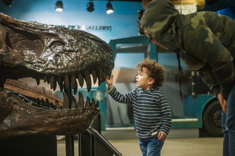 Free Things to Do in Chicago for Kids a Child Touching the Tooth of a Dinosaur Display