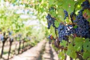 How to Store Wine | Wine Storage Tips