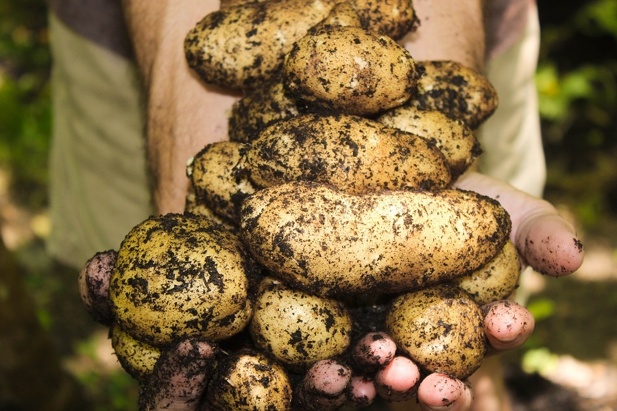 Once you’ve learned how to plant potatoes in a pot you can start growing your own, fresh potatoes in your yard or even in your kitchen. Growing Potatoes in Containers | How Many Potatoes Can I Grow in a Container | Planting Potatoes in Buckets | Growing Potatoes Boxes | Growing Potatoes in a Barrel | How to Grow Potatoes in a Container Indoors | How to Grow Potatoes Indoors