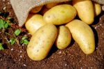 Once you’ve learned how to plant potatoes in a pot you can start growing your own, fresh potatoes in your yard or even in your kitchen. Growing Potatoes in Containers | How Many Potatoes Can I Grow in a Container | Planting Potatoes in Buckets | Growing Potatoes Boxes | Growing Potatoes in a Barrel | How to Grow Potatoes in a Container Indoors | How to Grow Potatoes Indoors