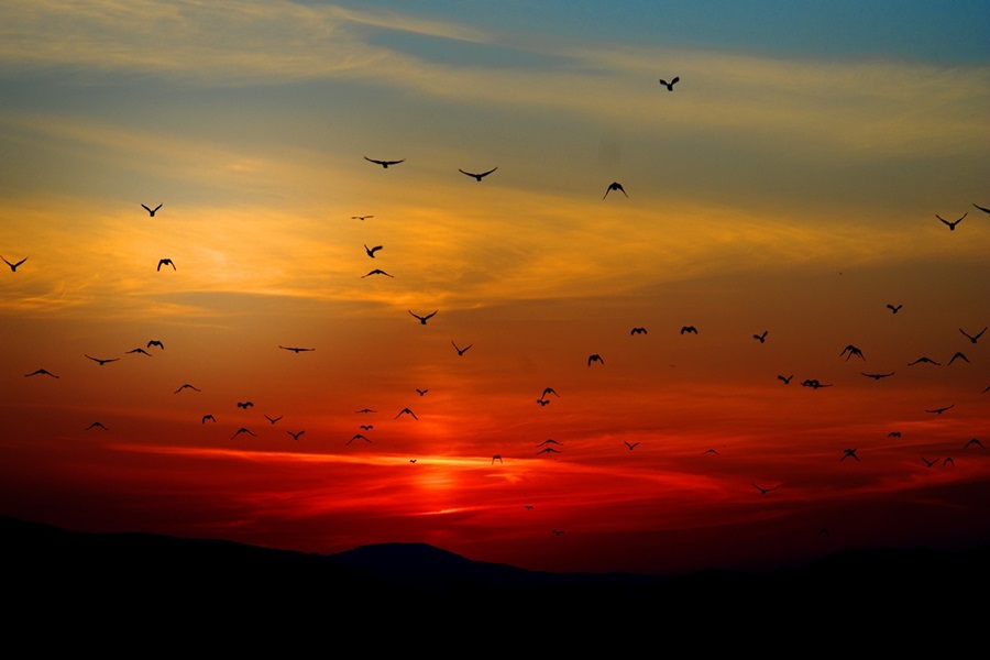 11 Places to Watch the Sunset in Temecula View of a Sunset with Birds Flying 