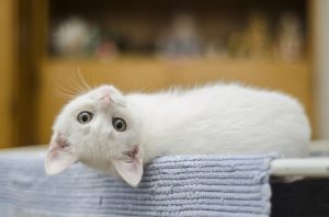Cute Cat Quotes to Make you Smile White Cat Laying Down Upside Down