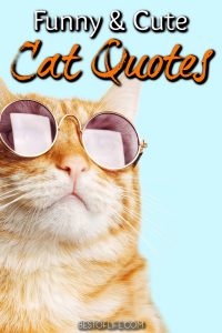 Funny and Cute Cat Quotes to Make you Smile : The Best of Life