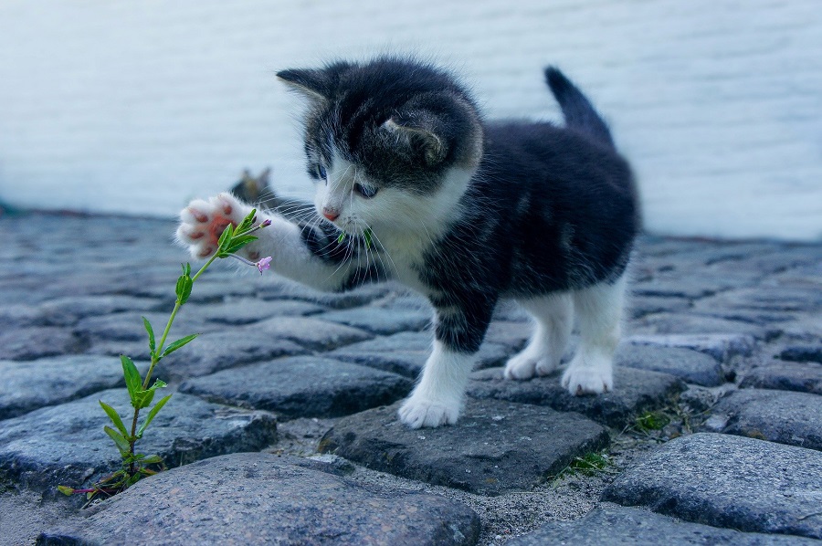 cute cat smile