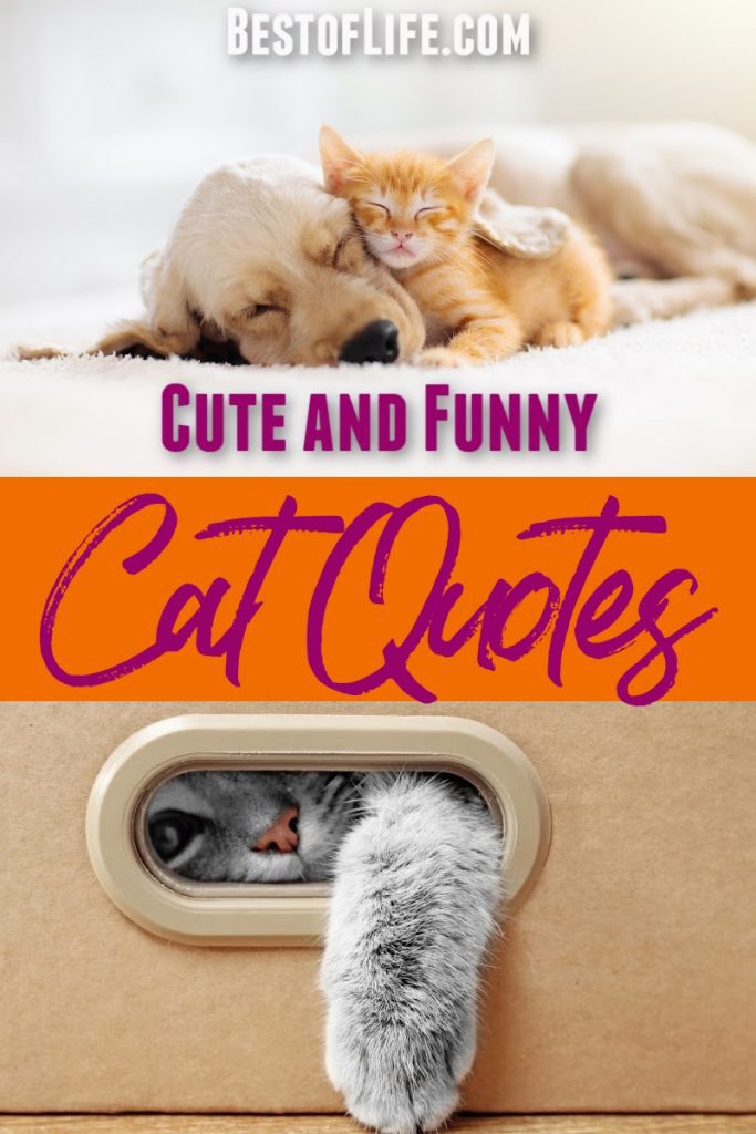Funny and Cute Cat Quotes to Make you Smile : The Best of Life
