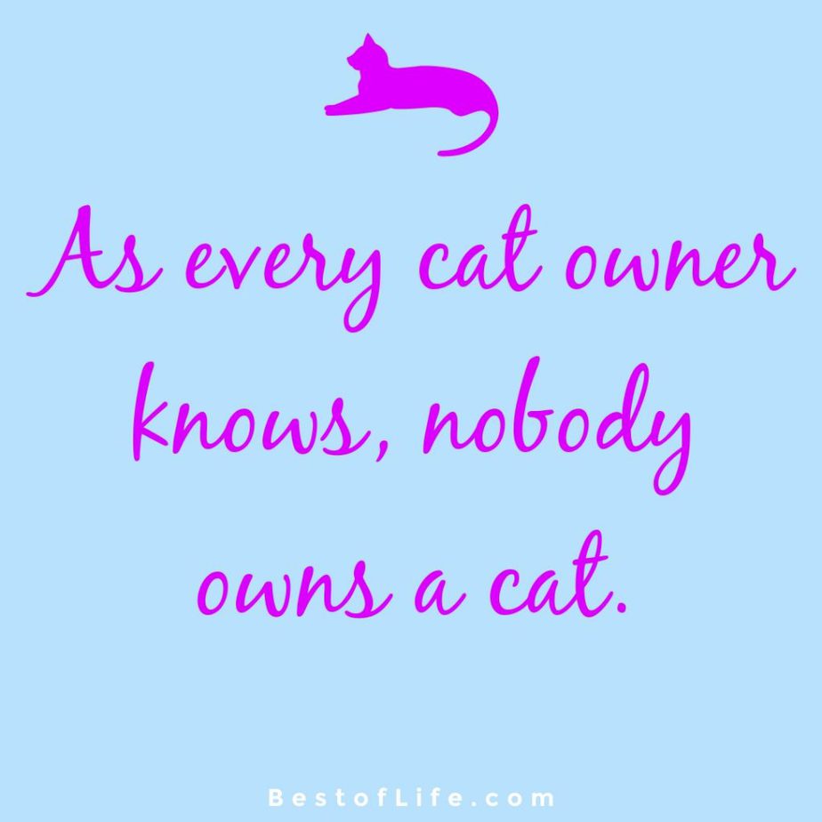 Funny and Cute Cat Quotes to Make you Smile : The Best of Life