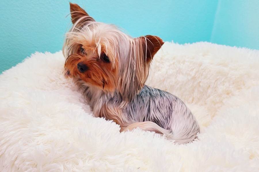 Orthopedic Pet Bed Benefits Dog on Orthopedic Pet Bed