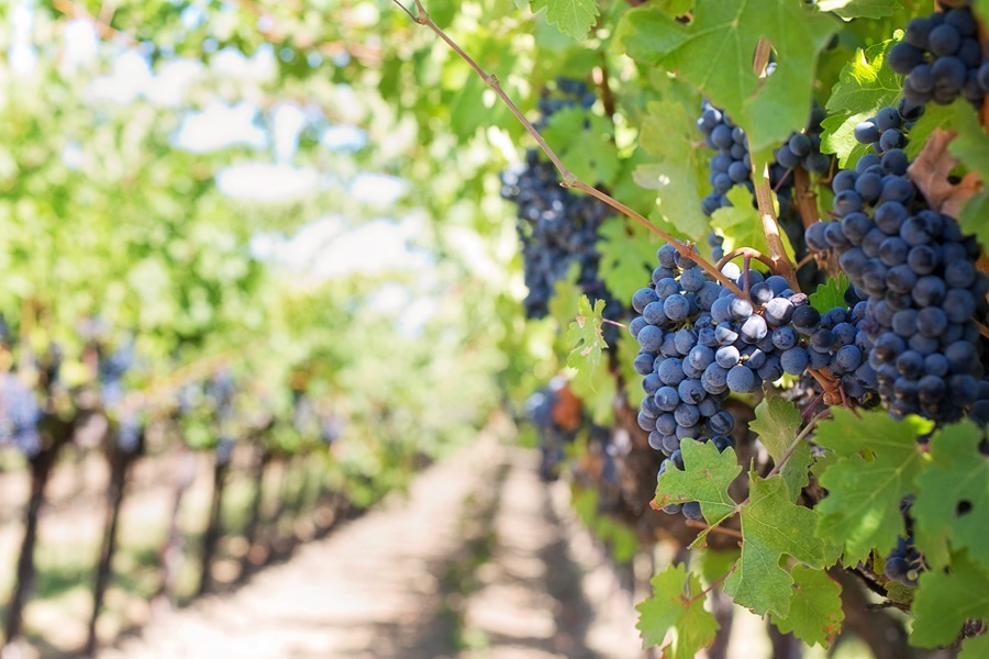 Wine Etiquette Tips Close Up of Purple Grapes on a Vine