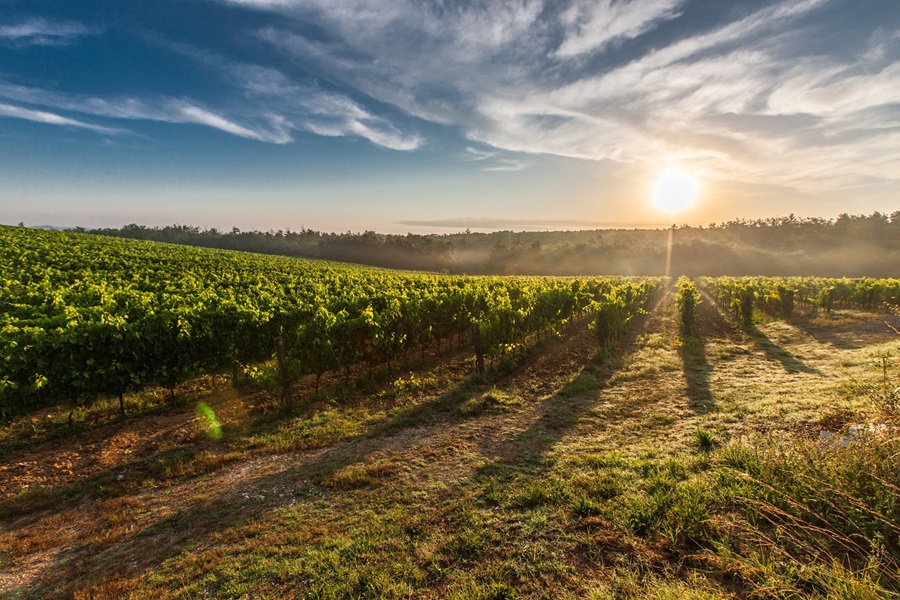 Wine Etiquette Tips View of a Vineyard with the Sun Setting in the Distance