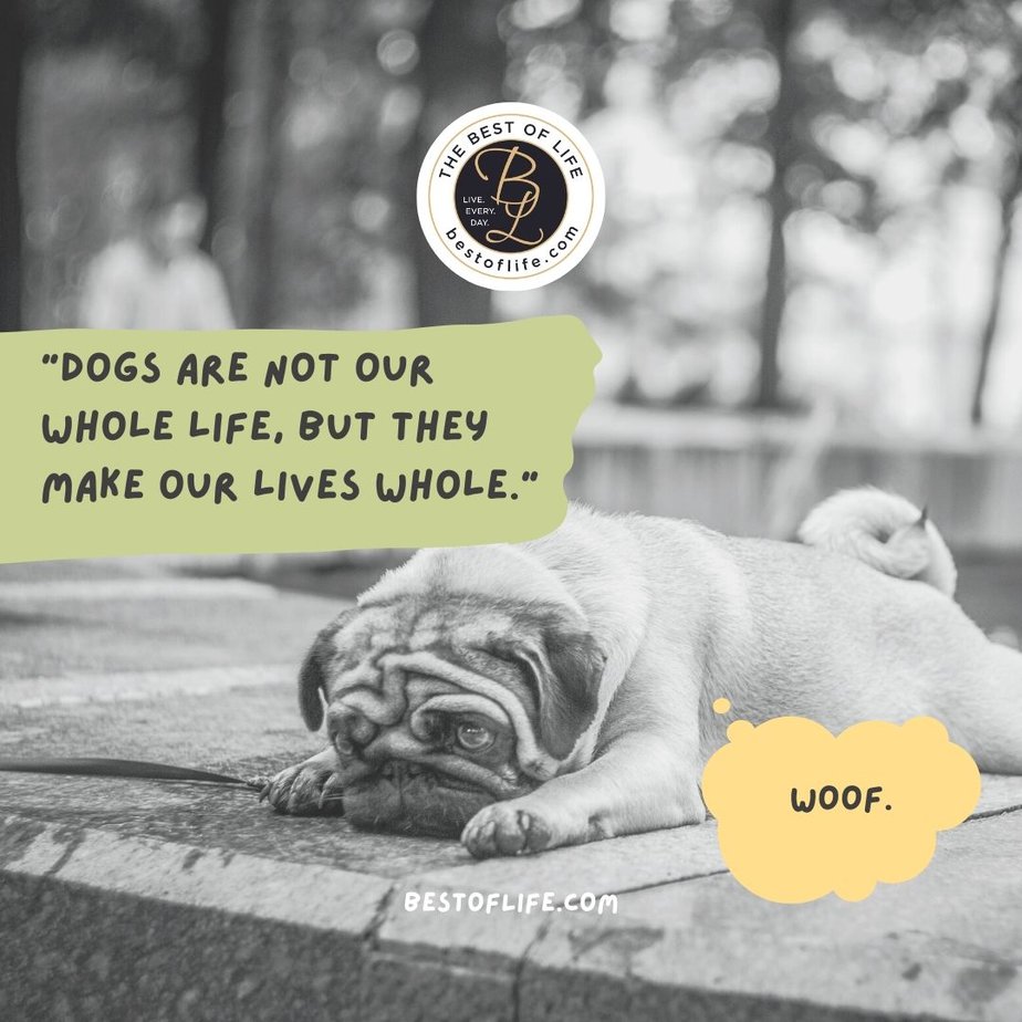 Dog Quotes About Love Dogs are not our whole life, but they make our lives whole.