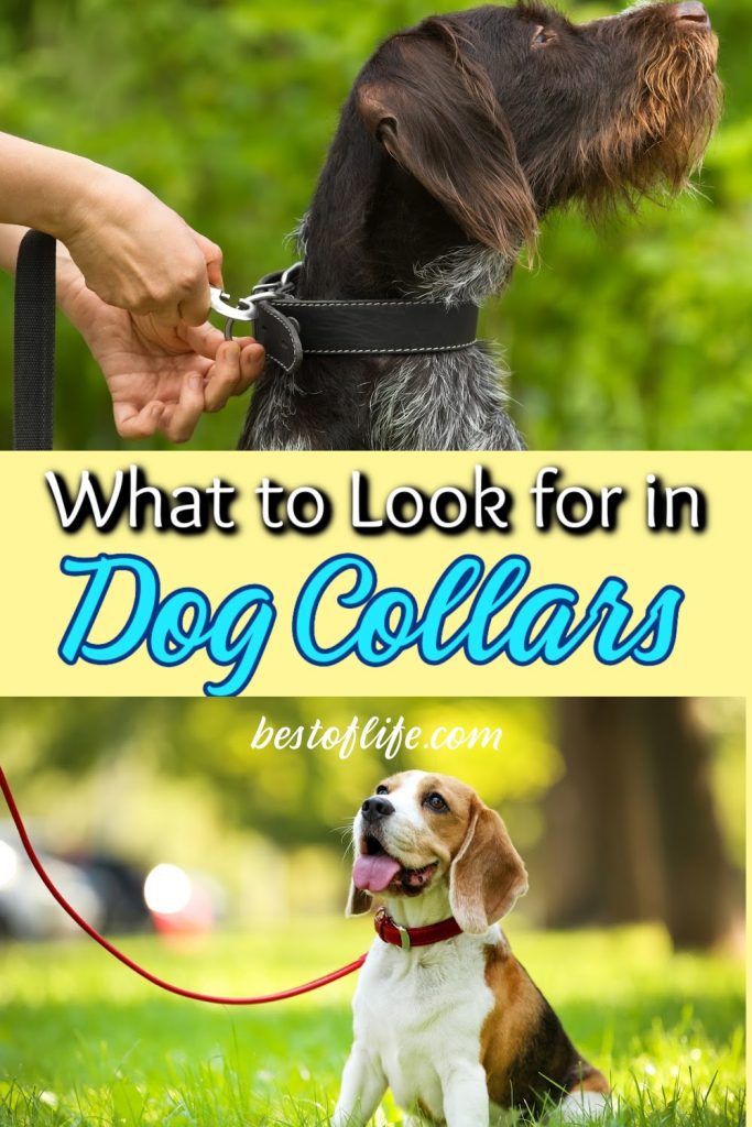 What to Look for in Dog Collars : The Best of Life®