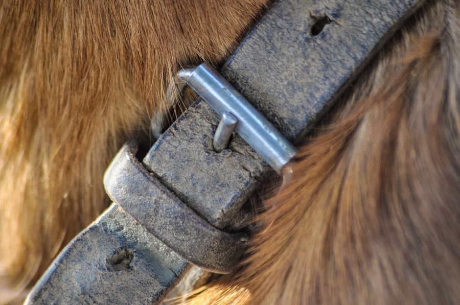 What to Look for in Dog Collars Close Up of a Leather Collar on a Dog
