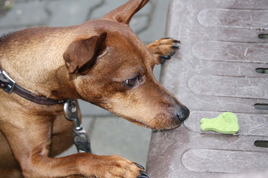 DIY Pet Treats Dog Staring at a Treat on a Bench