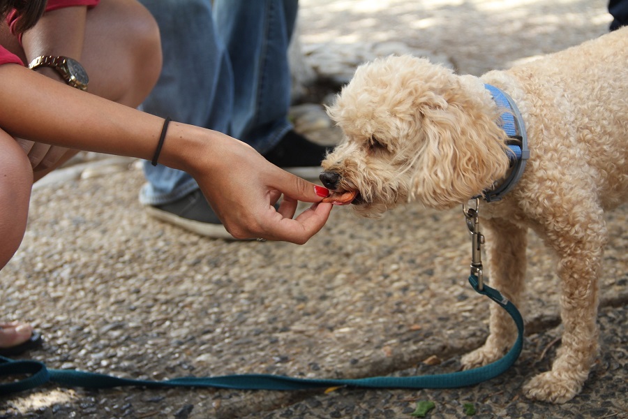 DIY Pet Treats Person Giving a Small Dog a Treat