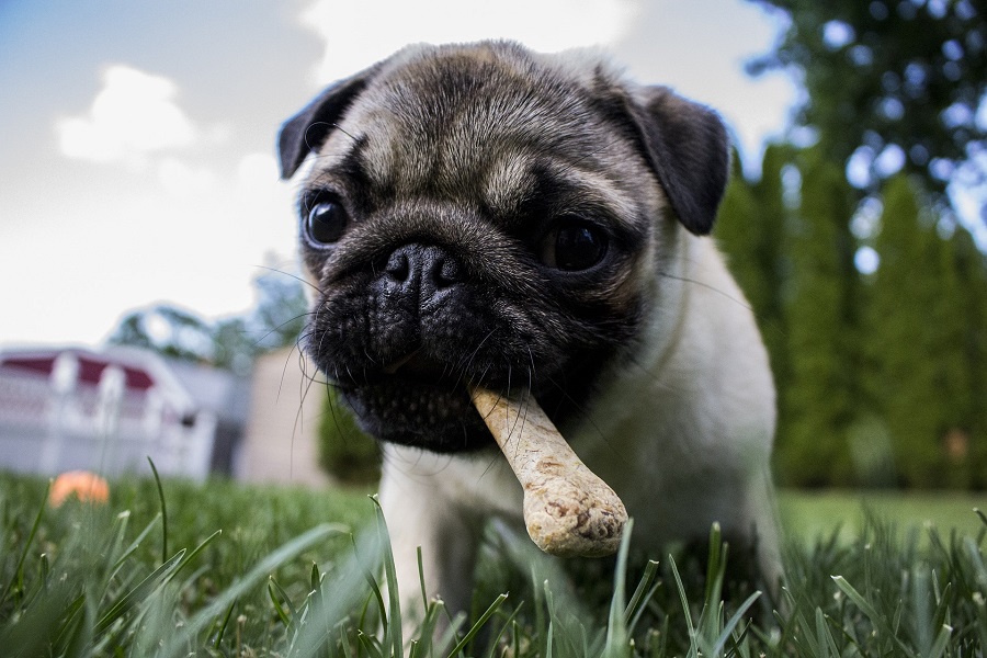 Pet Food Storage Ideas For Kitchens The Best Of Life