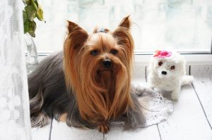 10 Yorkie Puppy Tips to Know