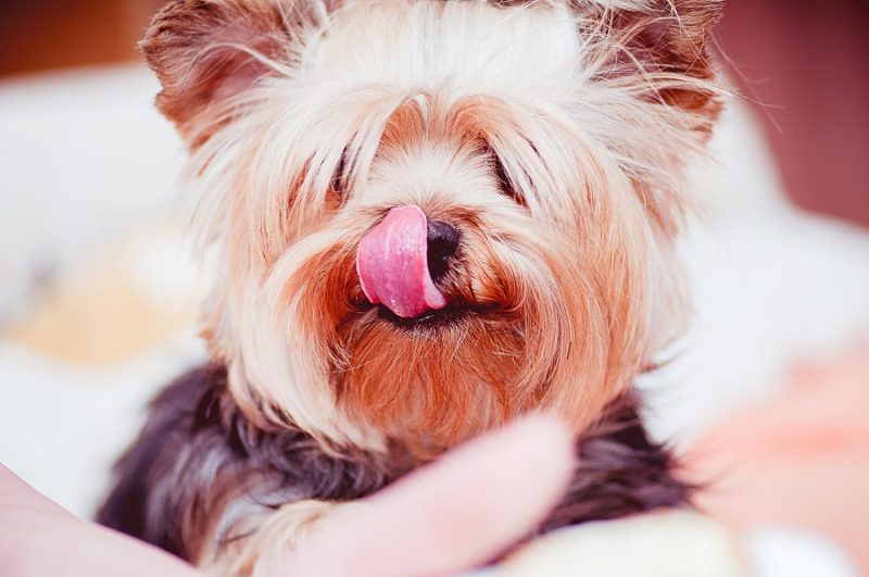 10 Yorkie Puppy Tips To Know - The Best Of Life