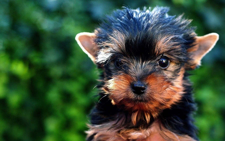 how do you take care of a yorkie puppy