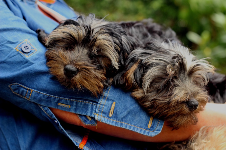 Yorkie Puppy Tips to Know Close Up of a Yorkie Resting on a Person's Arm Outside