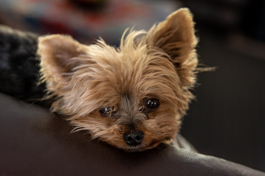 Yorkie Puppy Tips to Know Close Up of a Yorkie Puppy Resting on a Couch