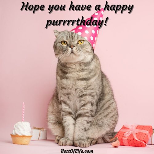 Cat Quotes for Birthdays - The Best of Life