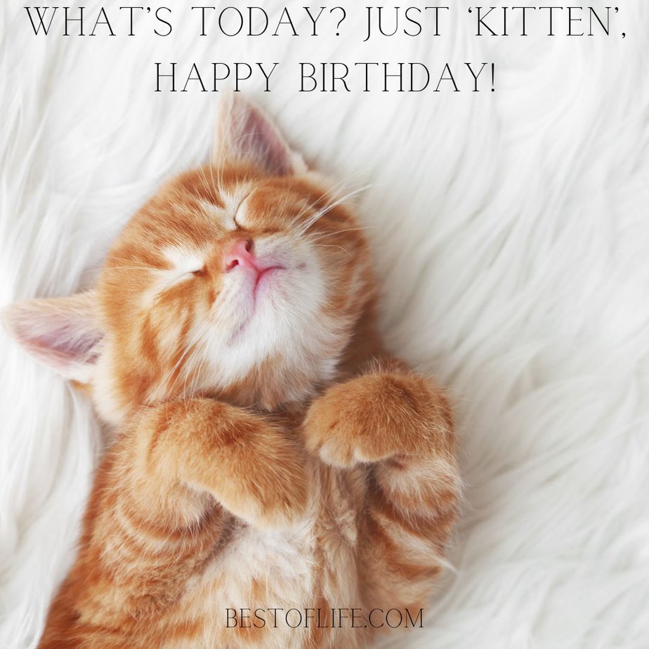 Cat Quotes for Birthdays What’s today? Just ‘kitten,’ happy birthday!