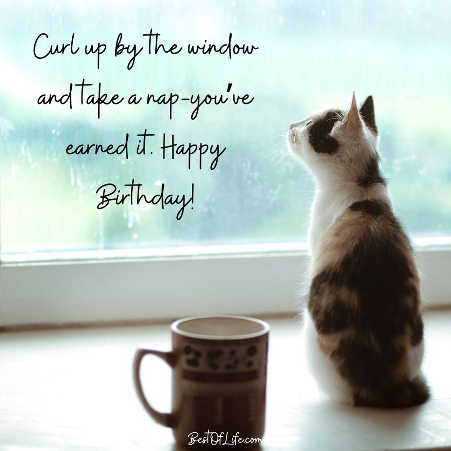 Cat Quotes for Birthdays Curl up by the window and take a nap-you’ve earned it. Happy Birthday!