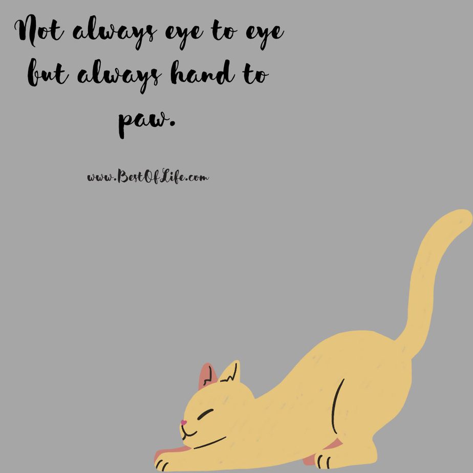 Cat Quotes for Mother's Day Not always eye to eye but always hand to paw.
