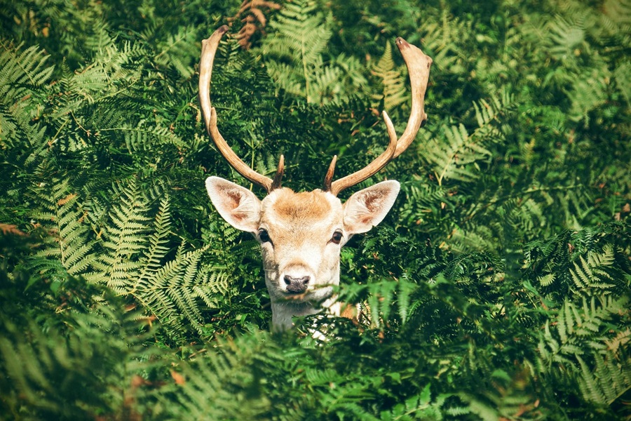 Best Netflix Series for Teens a Deer Hiding in Some Bushes with its Head Poking Out