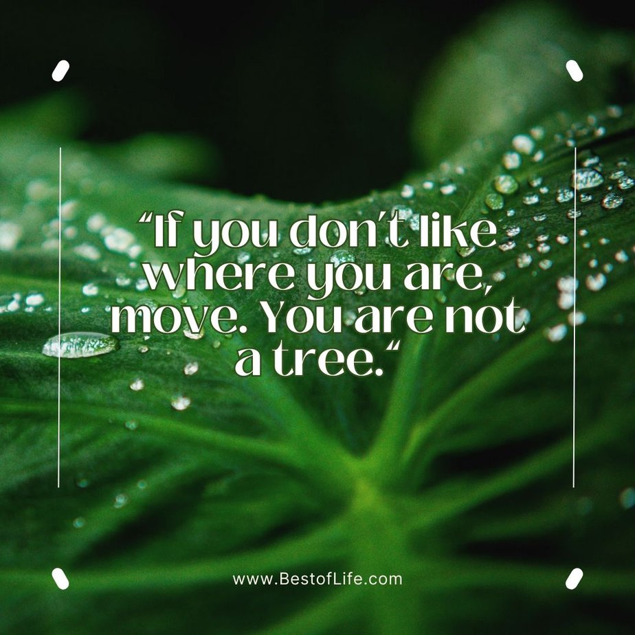 Quotes About Change in Life "If you don't like where you are, move. You are not a tree."