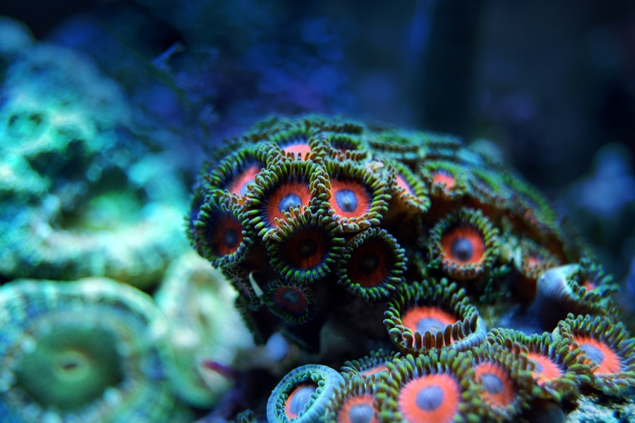 21 Things to do in La Jolla California Close Up of a Coral Reef