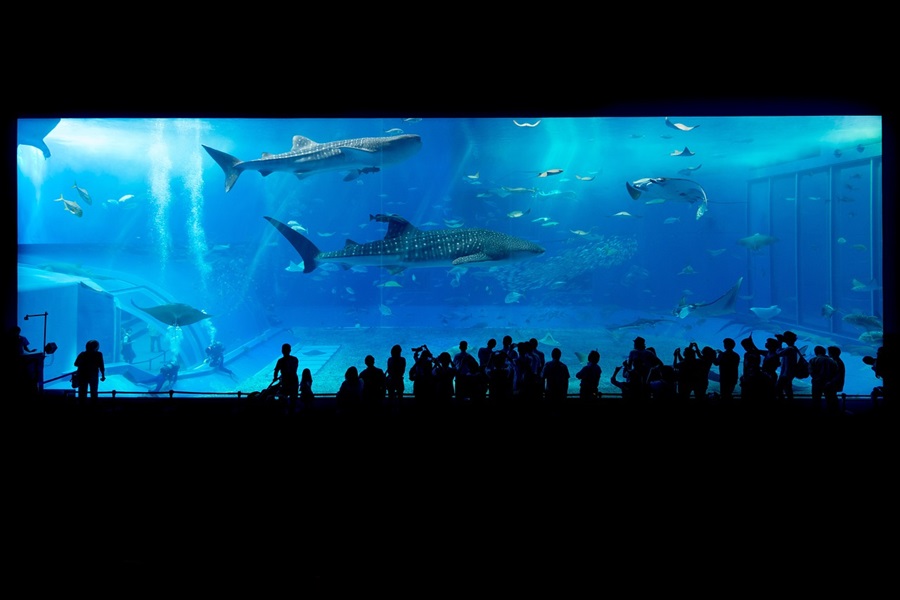 21 Things to do in La Jolla California People Standing in Front of an Aquarium