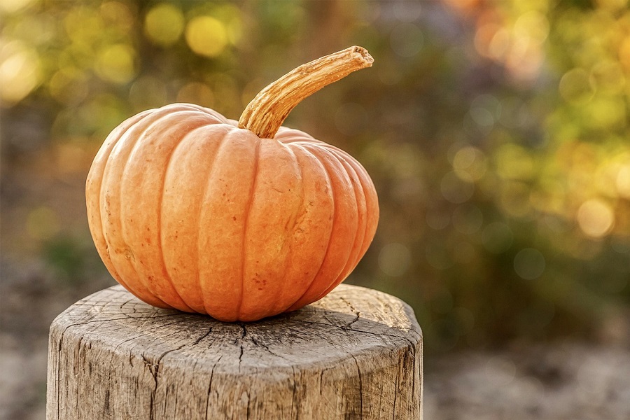 Fall Jello Shot Recipes a Single Pumpkin Sitting on a Tree Stump