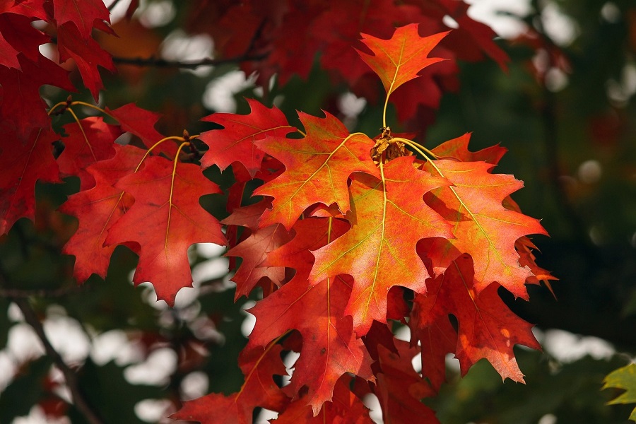 Fall Jello Shot Recipes Close Up of a Leaf on a Tree During Fall