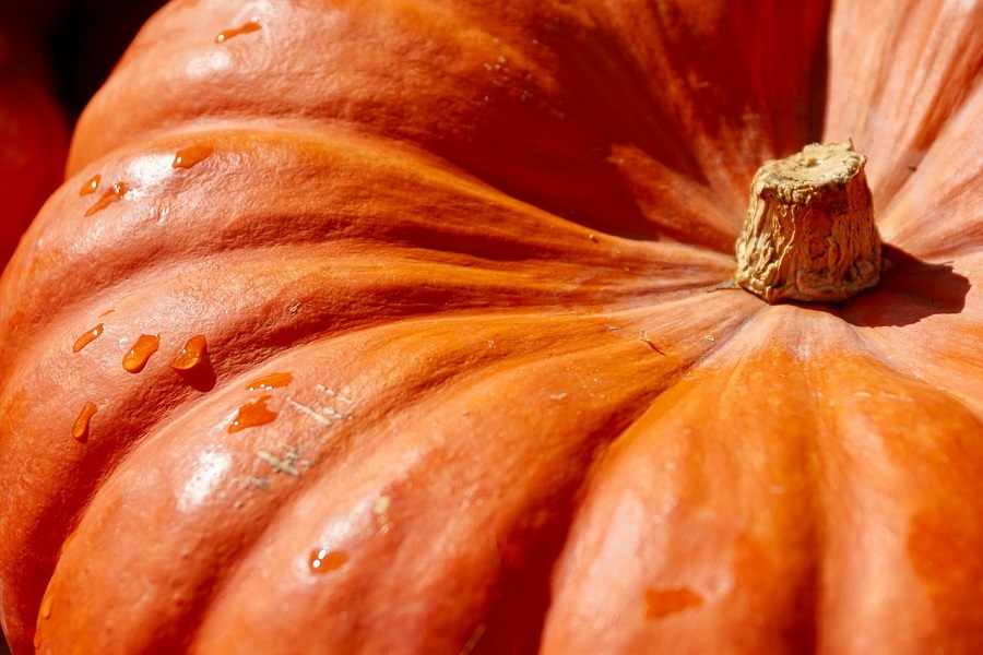 Pumpkin Dessert Recipes for Fall Close Up of a Pumpkin 