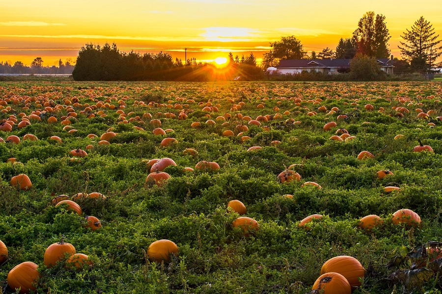 Pumpkin Patches in Orange County View of a Pumpkin Field at Sunset
