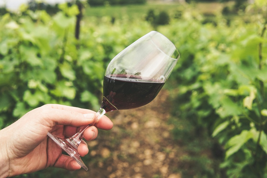 Best Red Wines Under $30 a Person Holding a Glass of Red Wine in a Vineyard
