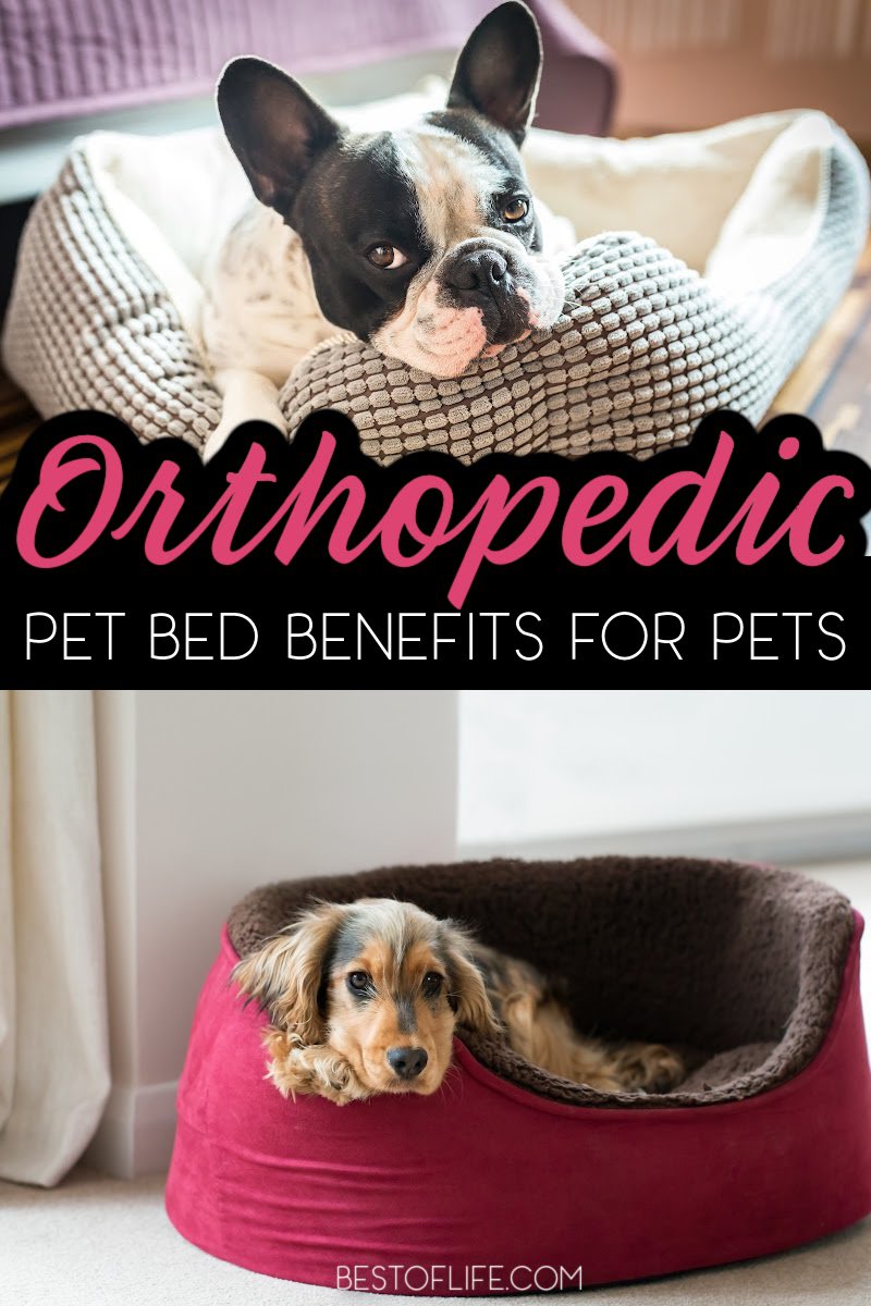 Your fur baby will love these orthopedic pet bed benefits and will sleep better because of them. This pet bed will also help keep your pet's joints aligned while they sleep. Cat or Dog Bed | Raised Dog Bed | Elevated Dog Bed | Orthopedic Dog Bed | What Makes a Good Dog Bed | Tips for Pet Health | Pet Accessories | Gifts for Pet Lovers | Health Tips for Pets #pets #petbed via @thebestoflife