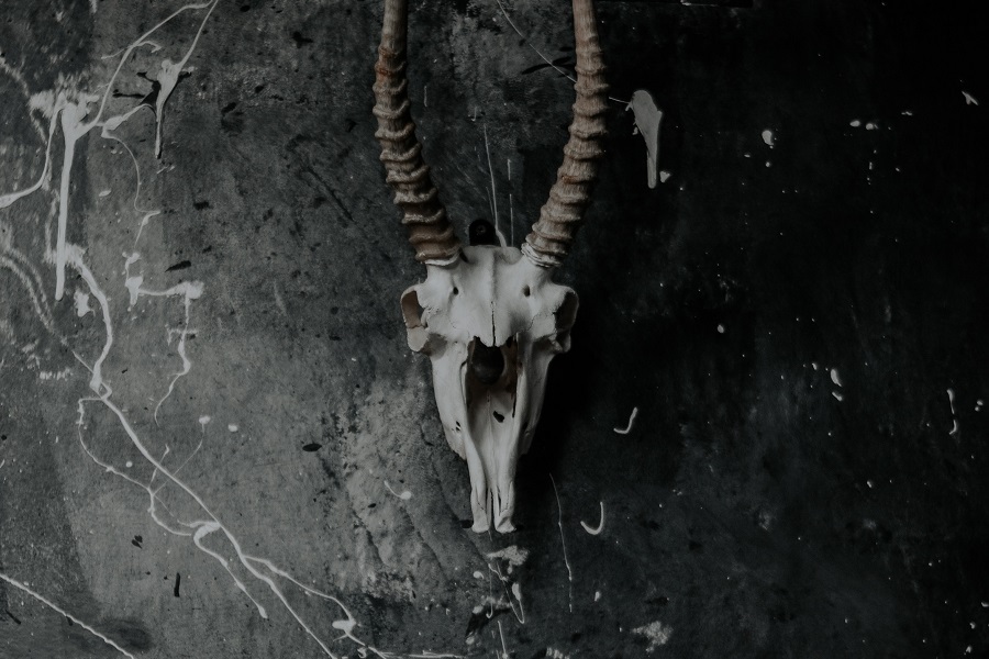 Scary Netflix Movies Close Up of a Skull from an Antelope on a Black Background