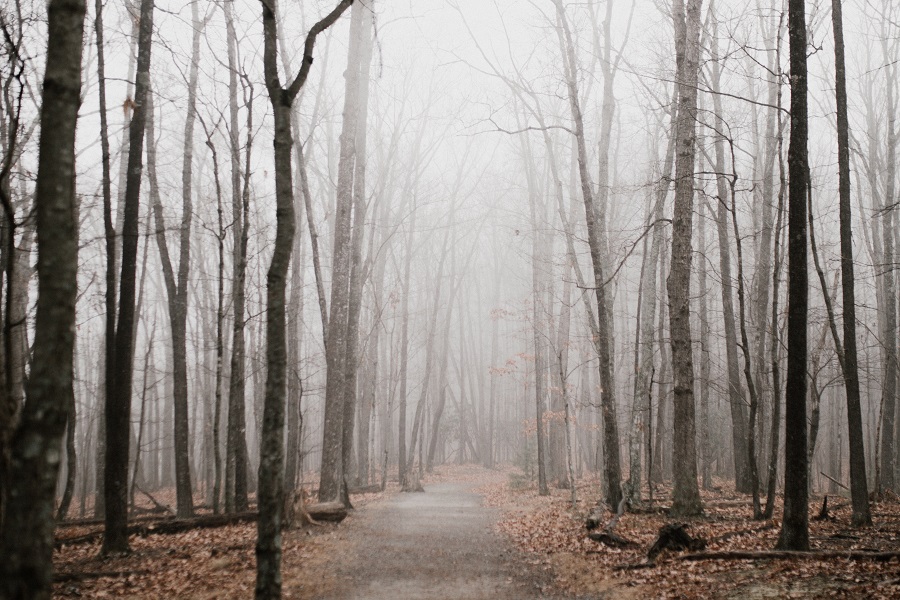 Scary Netflix Movies View of a Creepy Woods with Fog