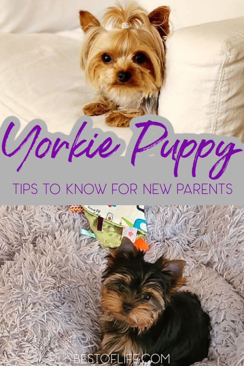 There are a few yorkie puppy tips to know that could make a big difference as you welcome your yorkie home and learn how to train them. Puppy Tips Bringing Home | Life Hacks for Puppy Owners | Tips and Tricks for Puppies | Tips for New Dog Owners | Tips for Yorkie Owners | Things to Know About Yorkies | Dog Training Ideas | Yorkie Training Ideas #yorkie #pets via @thebestoflife