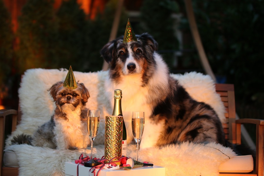 Fun Non-Alcoholic New Year's Eve Drinks Two Dogs Sitting on a Couch Outside with New Year's Eve Hats on and Apple Cider in Champagne Flutes in Front of Them