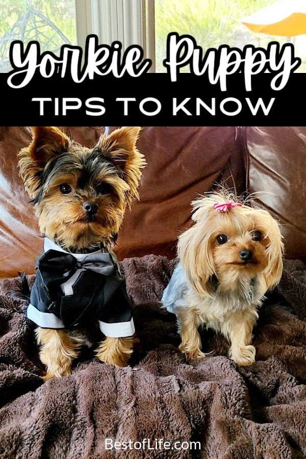 There are a few yorkie puppy tips to know that could make a big difference as you welcome your yorkie home and learn how to train them. Puppy Tips Bringing Home | Life Hacks for Puppy Owners | Tips and Tricks for Puppies | Tips for New Dog Owners | Tips for Yorkie Owners | Things to Know About Yorkies | Dog Training Ideas | Yorkie Training Ideas #yorkie #pets via @thebestoflife