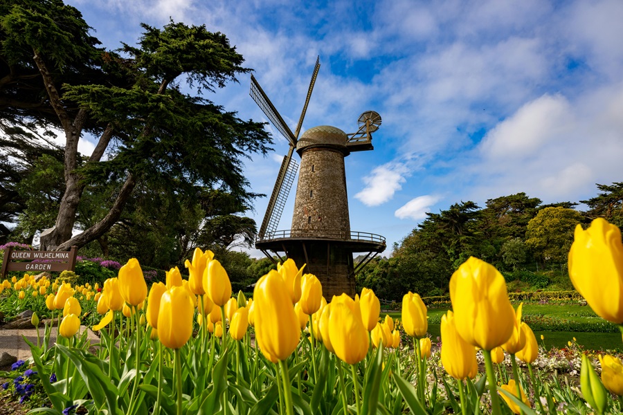 Unique Bars in San Francisco a Windmill Surrounded by Yellow Tulips in Pacifica