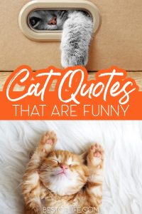 Funny and Cute Cat Quotes to Make you Smile - Best of Life