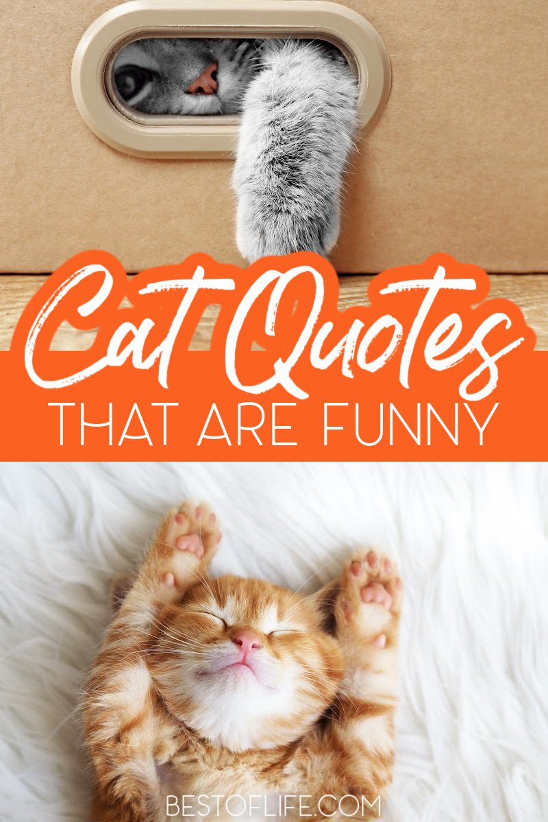 Funny and Cute Cat Quotes to Make you Smile : The Best of Life