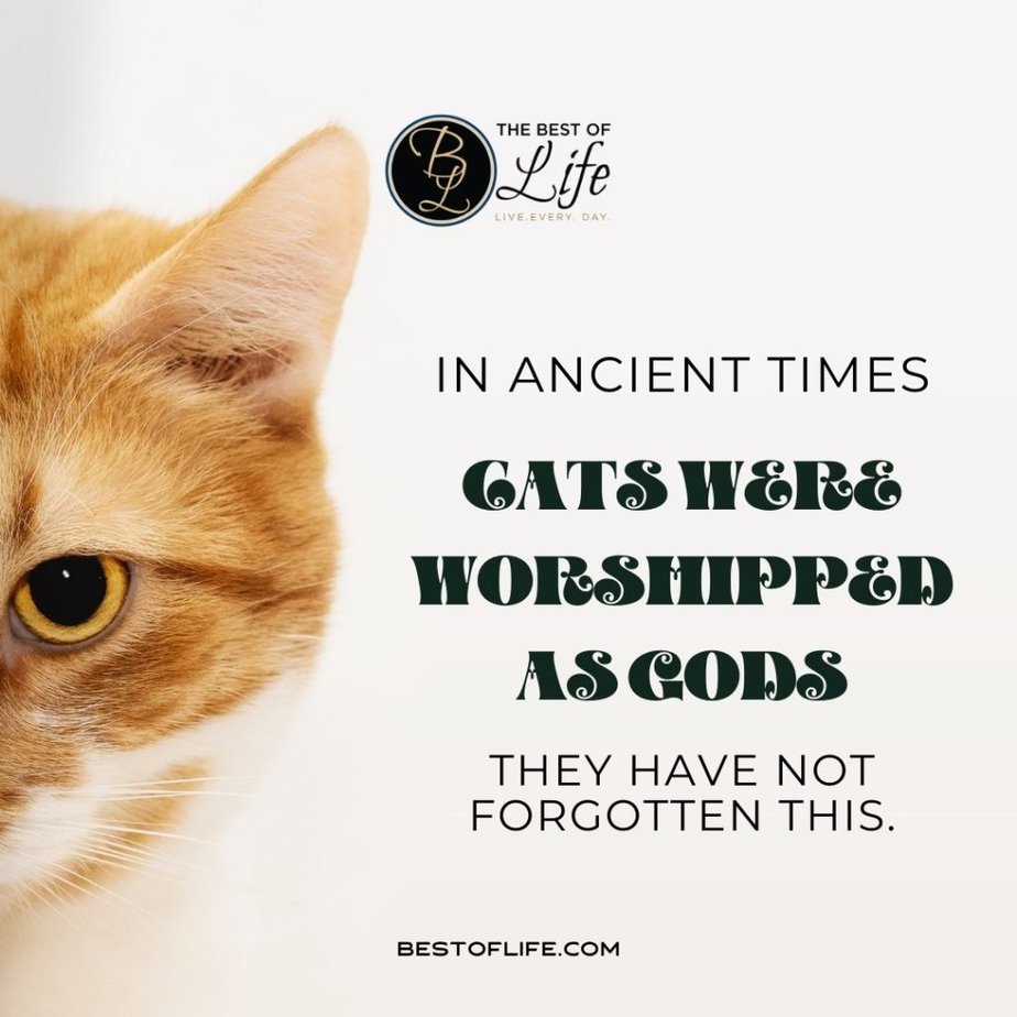 Cute Cat Quotes In ancient times cats were worshipped as gods; they have not forgotten this.